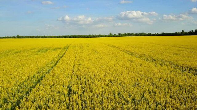 4K. Flight and takeoff above blooming yellow rapeseed field at sunny day, aerial panoramic view.