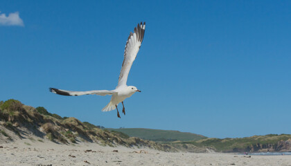 just a seagull