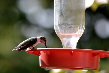 hummingbird at feeder 2