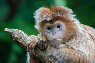 Ebony Langur Monkey