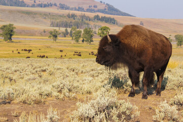 Bison