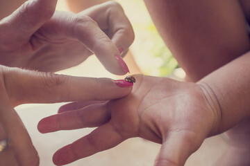 Red spotted ladybug or ladybird