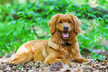 Nova Scotia Duck Tolling Retriever in the forest