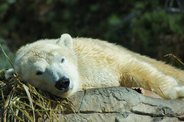 Lazy Polar Bear
