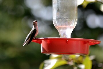 Humminbird at feeder 3