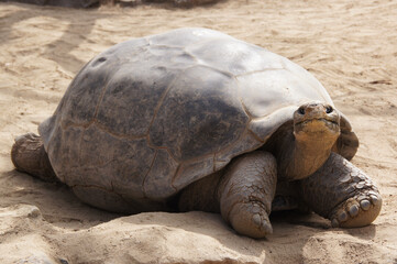 Happy Tortoise