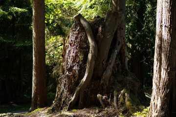 Old Growth Stump