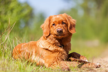 Obraz premium portrait of a Nova Scotia Duck Tolling Retriever
