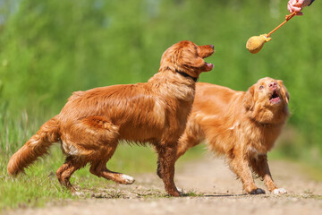 person plays with Nova Scotia Duck Tolling Retriever
