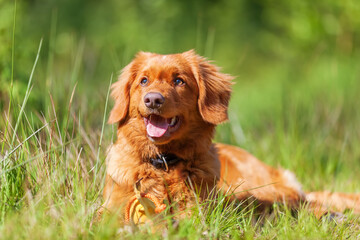 portrait of a Nova Scotia Duck Tolling Retriever