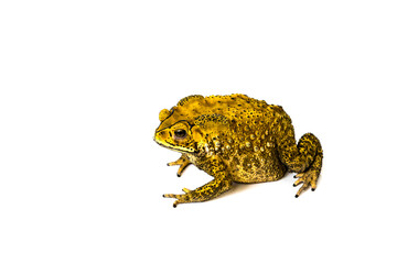 The common toad.  (Bufo bufo)