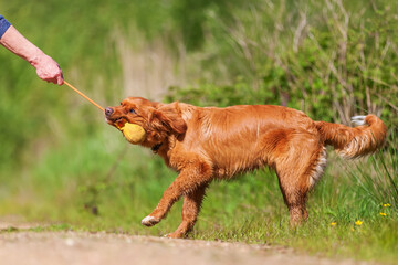 Nova Scotia Duck Tolling Retriever outdoors