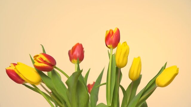Bunch of tulips flowers with wind air blowing on yellow bright background 4K ProRes HQ codec