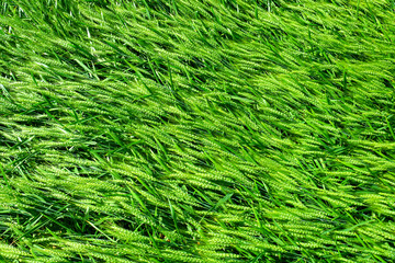 Close Up Whole Grains Real Food Growing in Farmers Field