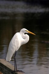 Great Egret