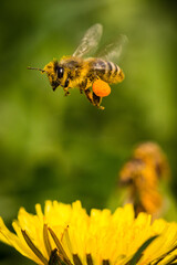 honey bee with pollen bags in flight approaching a dandelion