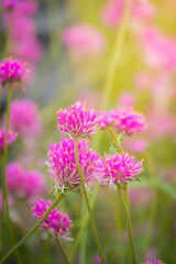 The background image of the colorful flowers