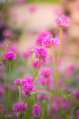 The background image of the colorful flowers