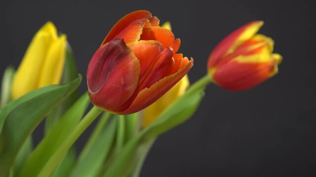 Bunch of tulips flowers close up on black background 4K ProRes HQ codec