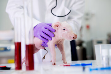 Veterinarian doing blood examination of a baby pig. Examination in veterinary office