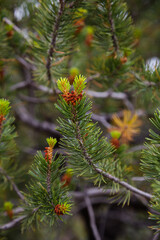 Evergreen Shoots in Spring, Arizona, USA vertical
