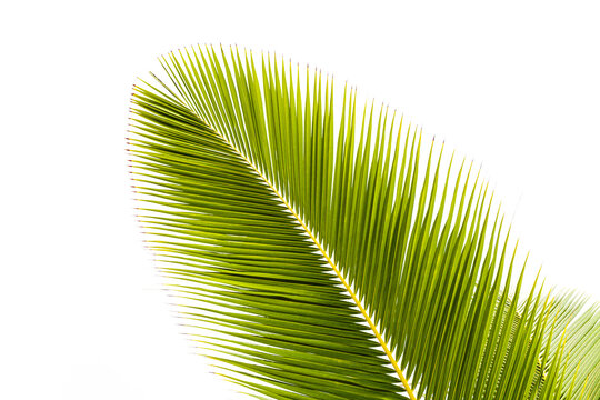 Coconut palm leaf isolated on white background.