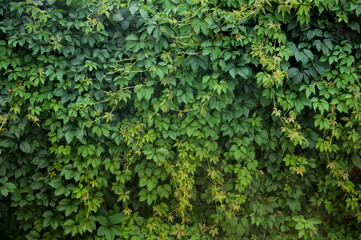 Green foliage, background
