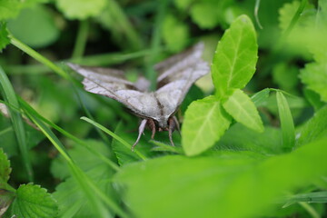 Spynx moth in grass in Indiana