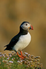 Atlantic Puffin (Fratercula arctica) and flowers (Armeria maritima)