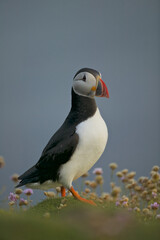 Naklejka premium Atlantic Puffin (Fratercula arctica)
