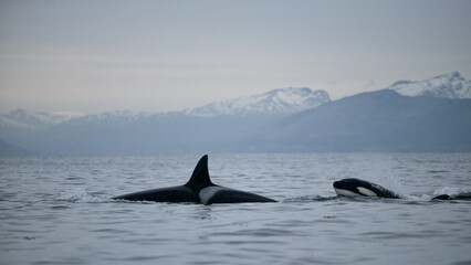 Orca (Orcinus orca) killer whale, Tysfjord, arctic Norway.