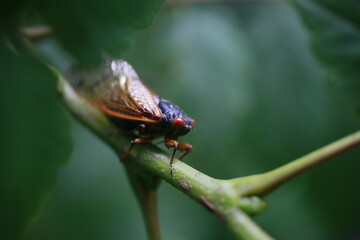 Early Brood X Cicada on a leaf