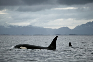 Orca (Orcinus orca) killer whale, Tysfjord, arctic Norway.