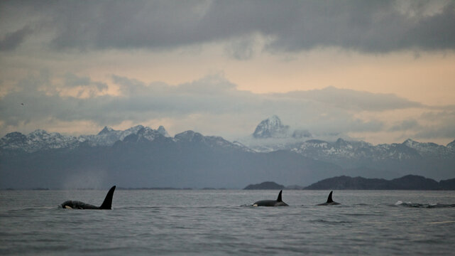 Orca (Orcinus orca) killer whale, Tysfjord, arctic Norway.