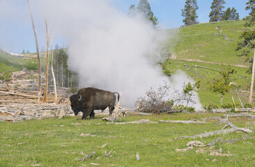 Bison walks around a steaming geyser in Yellowstone.