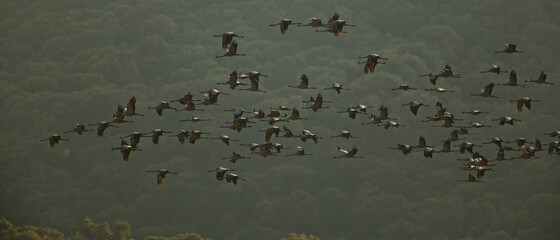 Common crane (Grus grus)