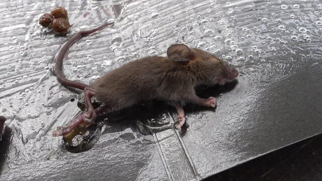 Dead Rats on stick glue mousetrap
