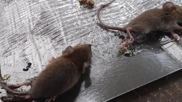 Dead Rats on stick glue mousetrap