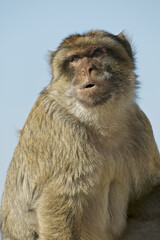 Barabry Ape (Macaca sylvana)