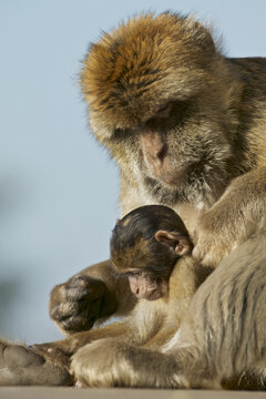 Barabry Ape (Macaca sylvana)