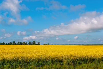 Landscape with rapeseed flowers.