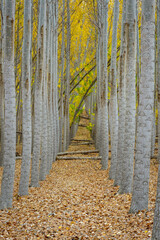 Tree farm view down a row of trees in fall