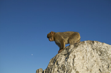 Barabry Ape (Macaca sylvana)