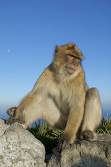 Naklejka premium Barabry Ape (Macaca sylvana)