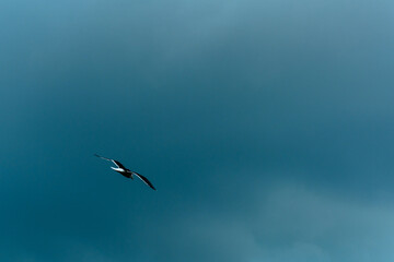 Solitary gull flying in the blue sky