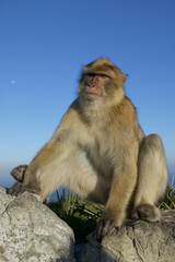 Fototapeta premium Barabry Ape (Macaca sylvana)