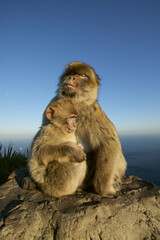Fototapeta premium Barabry Ape (Macaca sylvana)