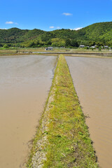 京都嵯峨野の水田風景