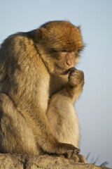 Barabry Ape (Macaca sylvana)