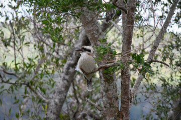 Kondalilla National Park - Australie : Kookaburra ou Martin-chasseur géant dans le parc national de Kondalilla